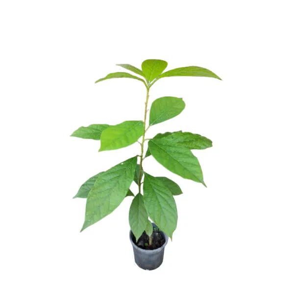 Booth7 Avocado Tree