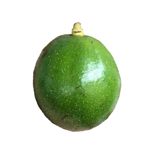 Peterson Avocado