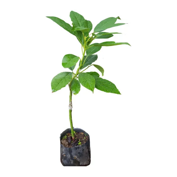 Pinkerton Avocado Tree